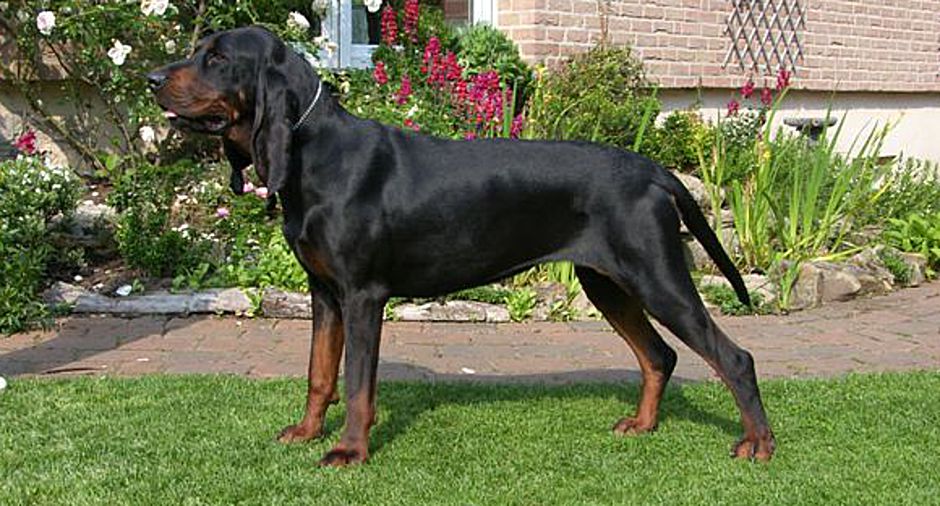 Black and tan Coonhounds - Der Black and Tan Coonhound.